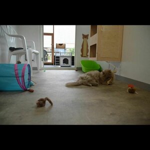 Kattenpension Silvestris image 3