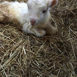 Kaasmakerij Utopia image 1