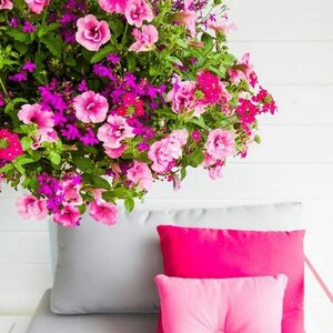 Tuincentrum Den Helder image 2