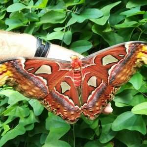 Vlindertuin Vlindorado image 2