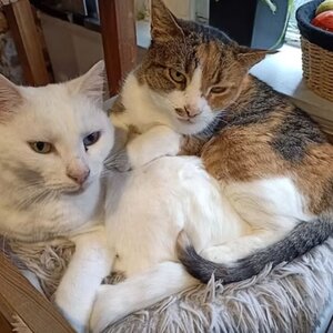 DigiBeet en Katten Café image 1