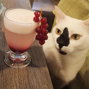 DigiBeet en Katten Café image 8