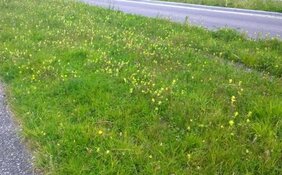 Europa loopt warm voor groen strooizout