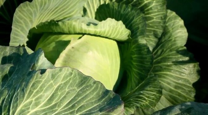 Het is zomer: hoogste tijd voor zuurkool!