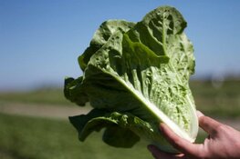 TB&S, specialist in spitskool