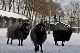 Kinderboerderij Jong leven staat in het teken van kerst