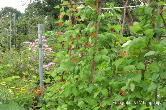 Volkstuindersvereniging “Langedijk” organiseert een beginnerscursus moestuin