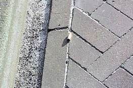 Mogelijk geschoten na conflict in Sint-Pancras