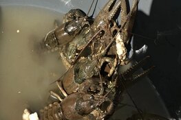 Langedijk heeft NVWA op dak door weggeefactie: "Kinderen moeten rivierkreeften zelf opeten"