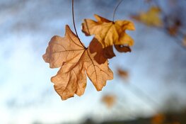 Komende week grotendeels droog herfstweer