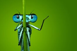 Natuurmonumenten maakt zich zorgen om verdwijnen van leefgebied van insecten in steden en dorpen