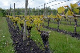 Streekmarkt Dijk en Waard geeft lokaal talent een podium