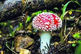 Op zoek naar de mooiste paddenstoelen in de herfstvakantie