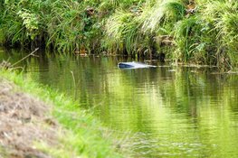 Overleden persoon gevonden in sloot in Sint Pancras