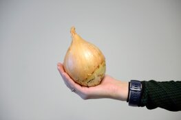 Wedstrijd 'De Grootste Ui' gaat van start