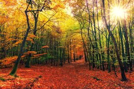Overwegend droge herfstweek voor de boeg, later in de week wel buien