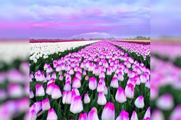 Het is lente! Doe mee met de fotowedstrijd