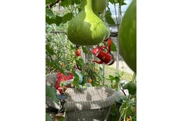 Creativiteit in de Kalebassenkas tijdens de Sfeer en inspiratiedagen