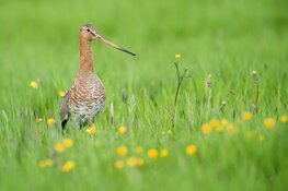 Weidevogelbroedseizoen 2024 geeft turbulent beeld door regen en roofdieren