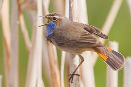 Natuurwandeling op zondag 18 mei door Geestmerambacht