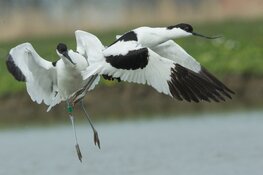 Natuurwandeling op zondag 16 maart door Geestmerambacht