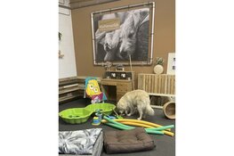 Connectie Gericht Trainen wil het beste uit je hond en jezelf halen