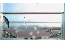 Ontdek de onderwaterwereld in de Week van de Vis