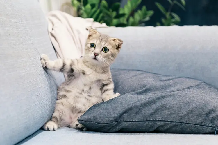 Zo maak jij van je huis een fijne plek voor je kat!