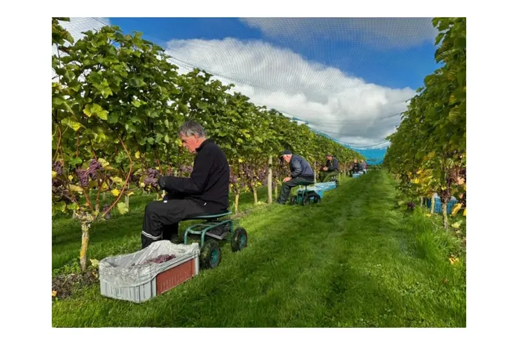 De laatste loodjes: Druivenoogst loopt op zijn einde bij Wijndomein De Koen