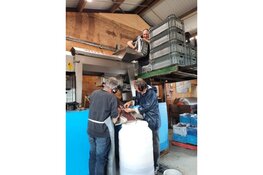 De laatste loodjes: Druivenoogst loopt op zijn einde bij Wijndomein De Koen