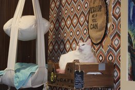 Het Digibeet & Katten Café: Een café met een missie