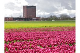 Nieuwe routes en initiatieven geven Fiets4Daagse Hoorn een frisse boost