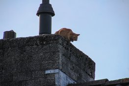 Kat Chef houdt brandweer bezig op dak in Oudkarspel