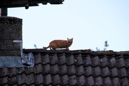 Kat Chef houdt brandweer bezig op dak in Oudkarspel