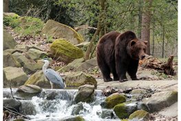 Bears in Mind: redt beren in nood