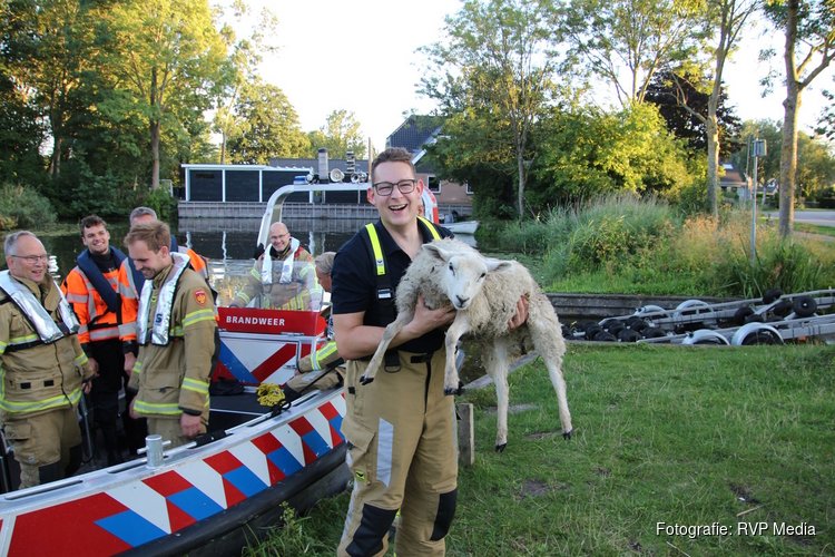 Brandweer haalt verkleumd schaap van eiland in Oosterdel