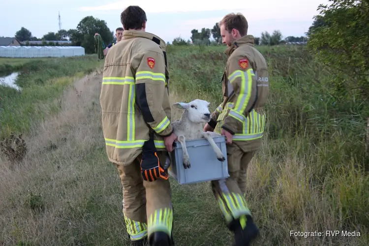 Opnieuw schaap te water: brandweer haalt dier uit water bij Noord-Scharwoude