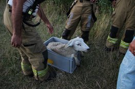 Opnieuw schaap te water: brandweer haalt dier uit water bij Noord-Scharwoude
