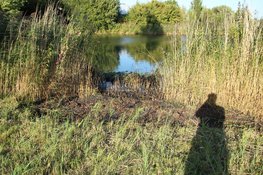 Rietbrand op eilandje aan Langoort in Broek op Langedijk