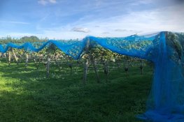 Geslaagde Open Dagen bij Wijndomein De Koen