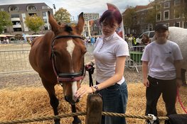 Landbouwdag brengt dieren en traditie naar Alkmaar