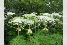 Gevaarlijke reuzenberenklauw rukt op: 'Kan flinke brandwonden veroorzaken'